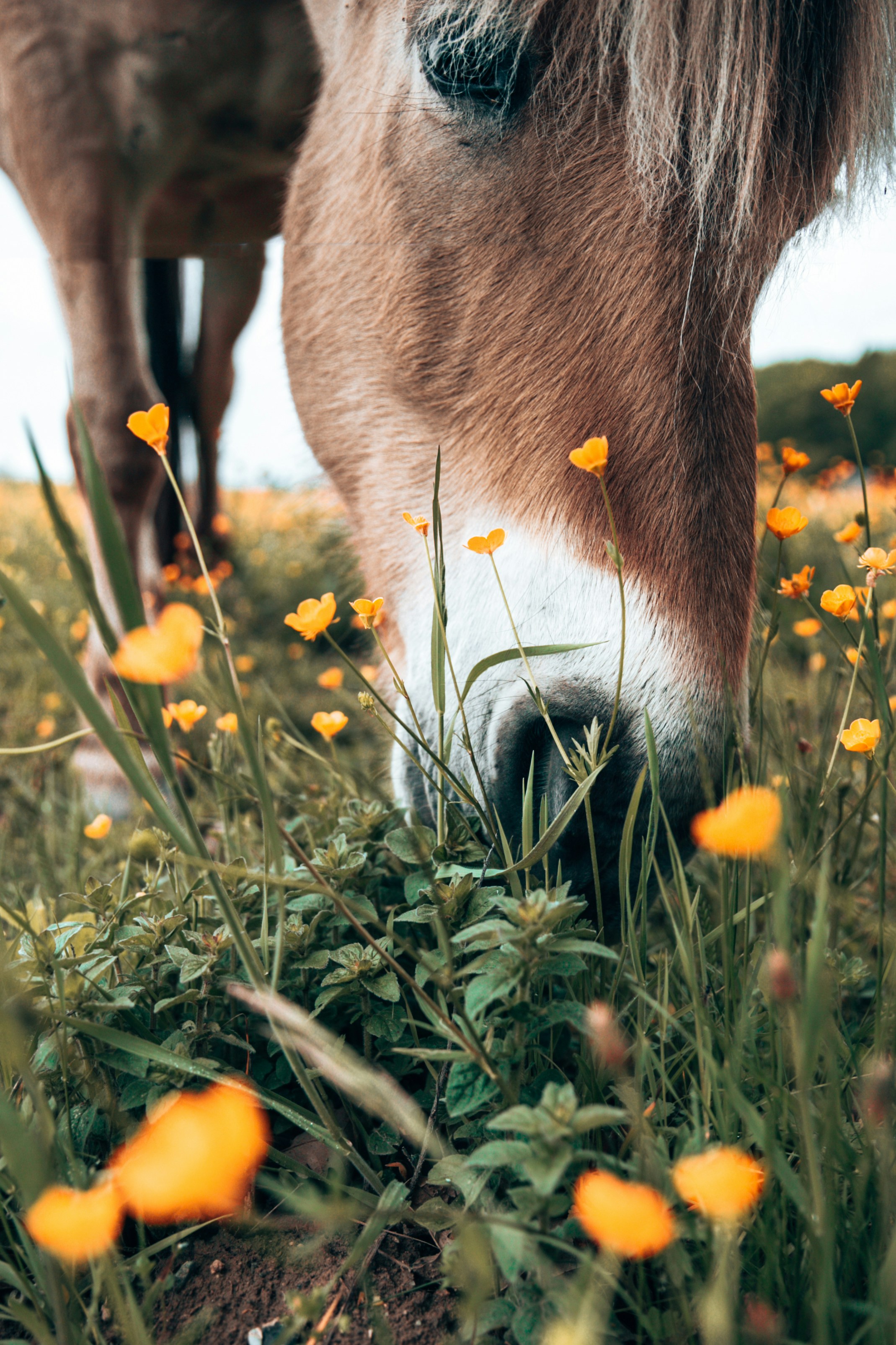 Unicostay | Horse Riding
